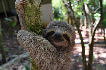 rsz_sloth